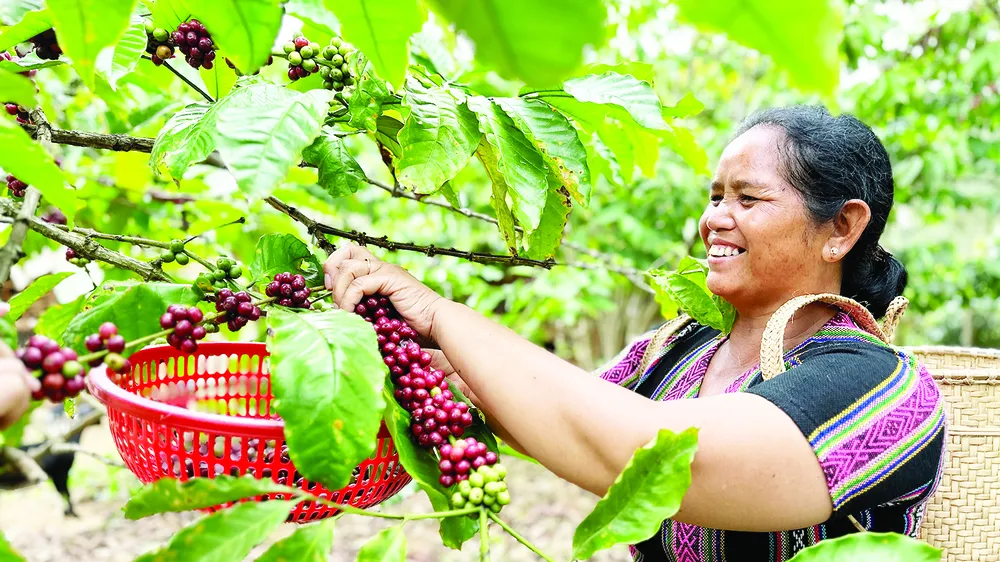 Giá cà phê vượt 100.000 đồng/kg: Không để xáo trộn thị trường