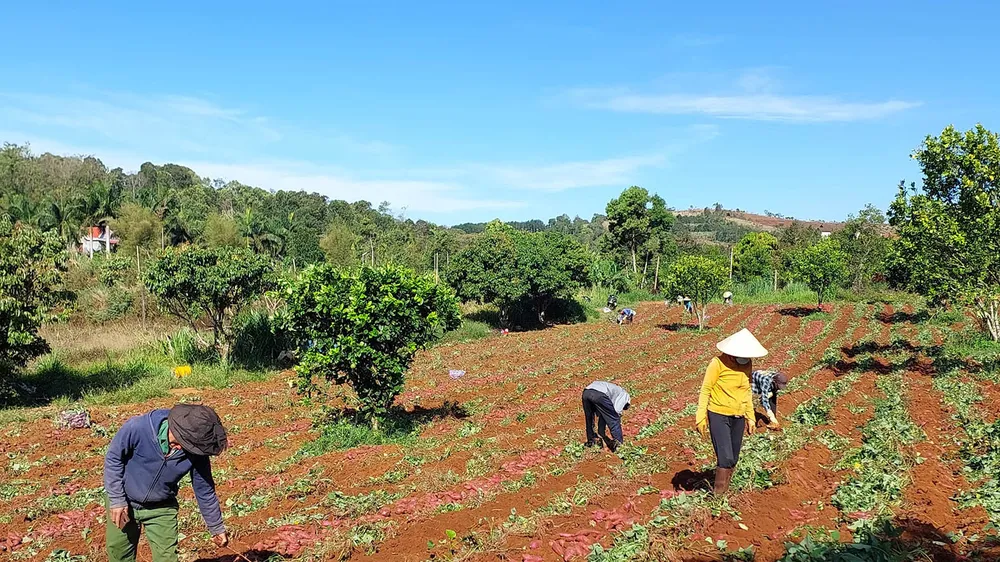Người dân trồng khoai lang tại Đắk Nông liên tục gặp khó trong tiêu thụ vì thiếu liên kết, thông tin thị trường. Ảnh: MAI CƯỜNG