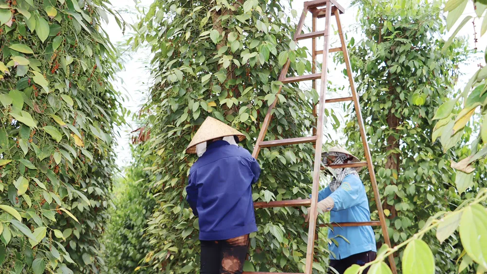 Hồ tiêu bước vào chu kỳ tăng giá mới