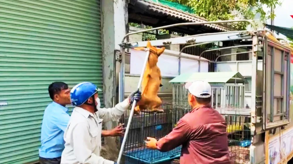 Lực lượng chức năng TP Biên Hòa, tỉnh Đồng Nai bắt chó thả rông 