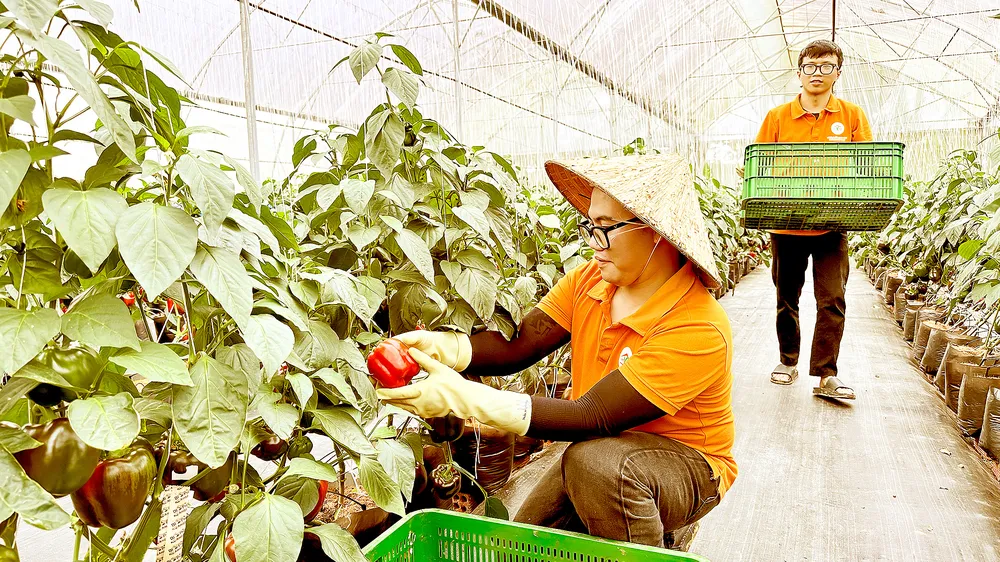 Thiếu chế biến sâu: Nông sản Việt sẽ mất lợi thế