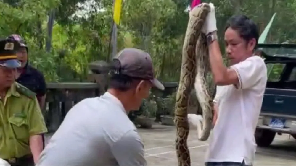 Anh Trương Vinh bàn giao trăn gấm quý hiếm nặng khoảng 10kg