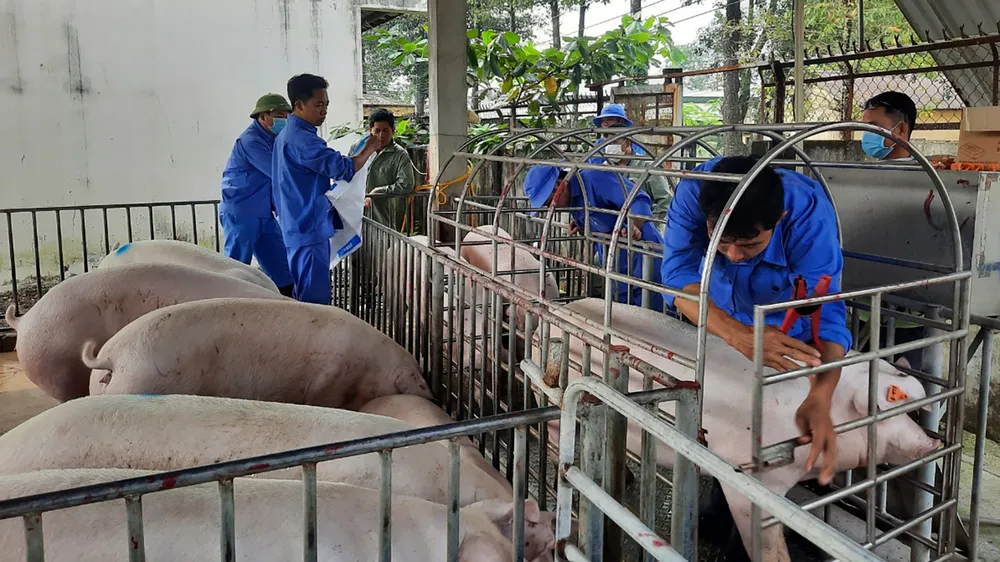Mô hình chăn nuôi heo sinh học, chất lượng cao tại huyện Trảng Bom (Đồng Nai)
