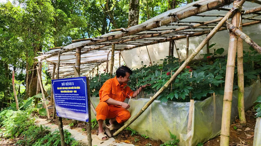 Mô hình thử nghiệm trồng sâm Ngọc Linh dưới tán rừng quy mô công nghiệp theo hướng dẫn GACP của WHO tại xã Trà Linh (huyện Nam Trà My, tỉnh Quảng Nam)