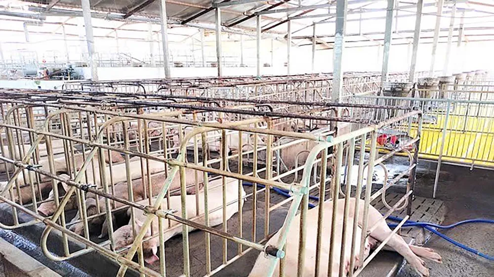 Một trại nuôi heo ở Đồng Tháp thực hiện tốt việc vệ sinh chuồng trại. Ảnh: Tín Huy