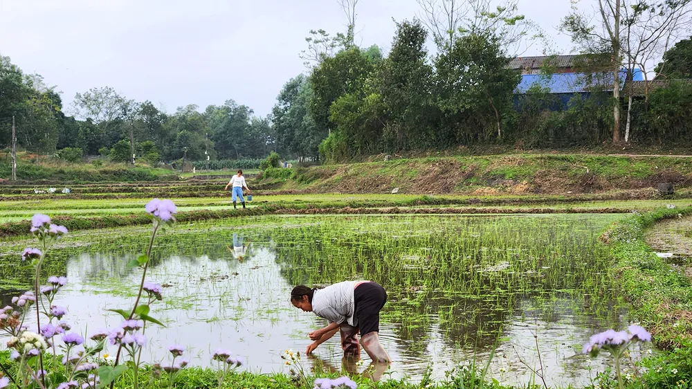 Thửa ruộng nhỏ trước nhà - nơi lưu giữ những hoài niệm của một đời người gắn với làng quê