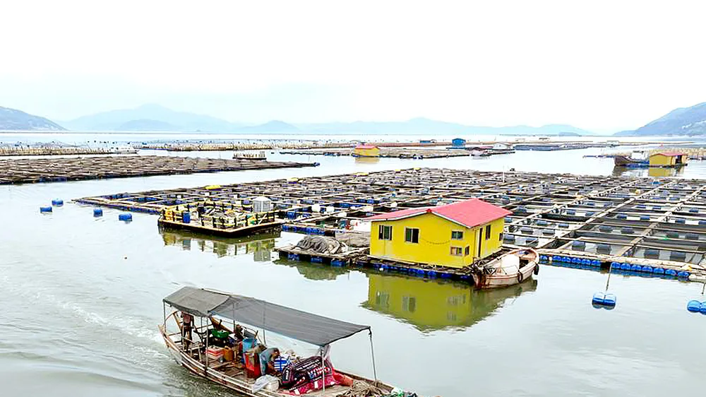 Tàu cá trú ẩn tại khu vực nuôi trồng thủy sản ngoài khơi Sandu'ao (tỉnh Phúc Kiến, Trung Quốc), ngày 10-7. Ảnh: THX