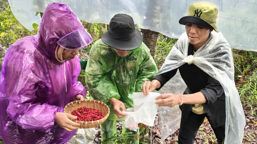 Đồng bào Xơ Đăng tất bật thu hoạch hạt sâm Ngọc Linh
