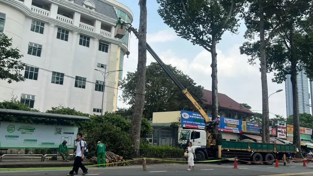 Vụ nhánh cây rơi khiến 1 người đi xe máy tử vong: Nguy cơ từ nhiều cây già cỗi