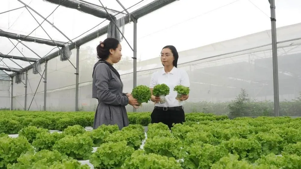 Sản xuất nông nghiệp công nghệ cao là một trong các lĩnh vực được hưởng lợi khi nhiều văn bản được điều chỉnh theo hướng cắt giảm, đơn giản hóa điều kiện đầu tư kinh doanh. Ảnh: SGGP 