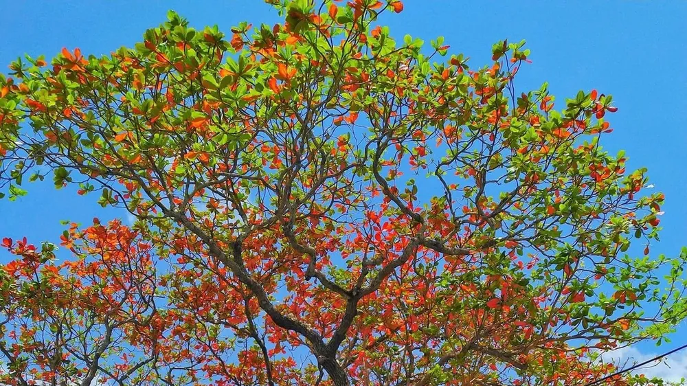 Ngỡ ngàng Côn Đảo mùa bàng thay lá