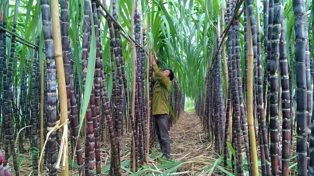 Chuyển hơn 1.100ha mía sang trồng cây khác