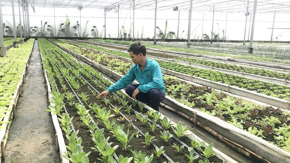 Phát triển nông nghiệp gắn với đô thị