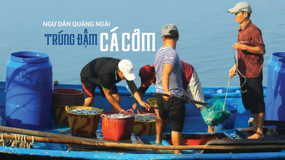 Ngư dân Quảng Ngãi trúng đậm cá cơm
