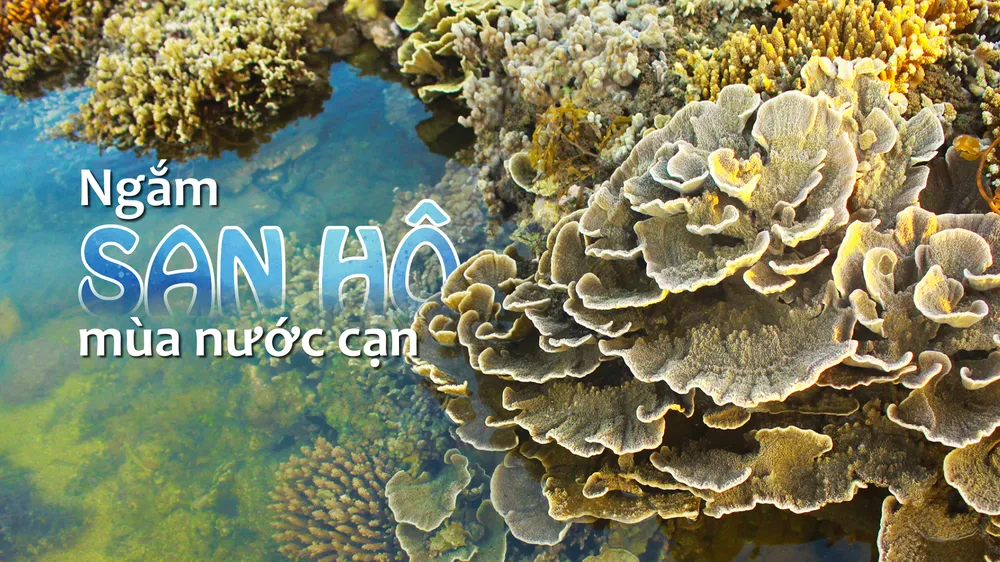 Ngắm san hô mùa nước cạn ở Quảng Ngãi