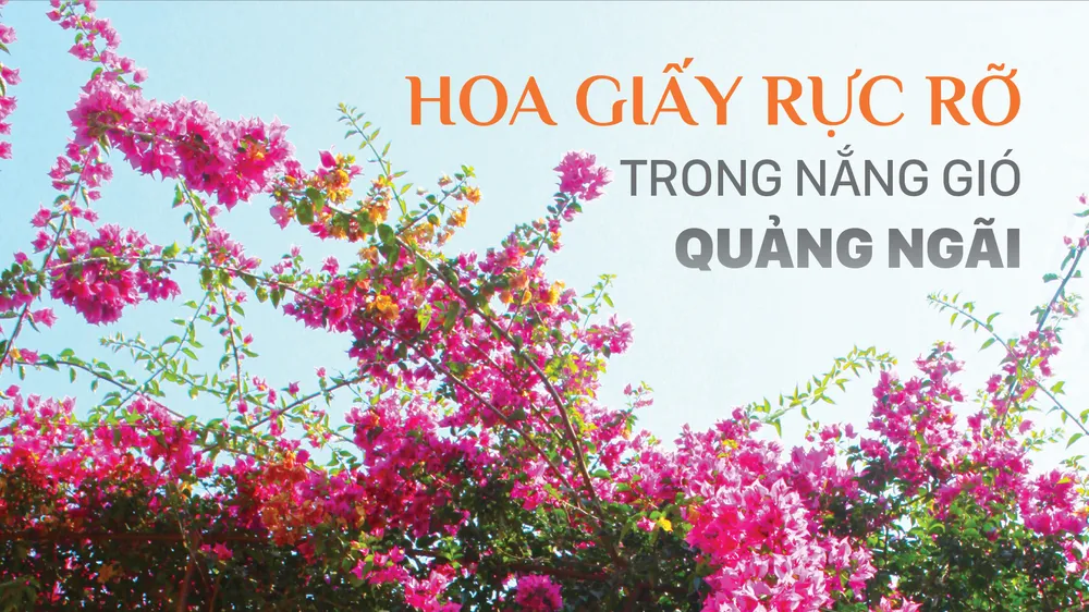 Hoa giấy rực rỡ trong nắng gió Quảng Ngãi