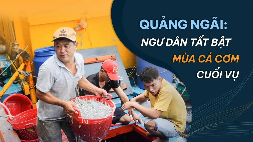 Quảng Ngãi: Ngư dân tất bật mùa cá cơm cuối vụ 