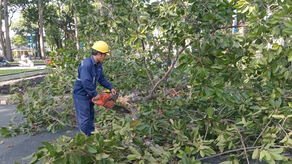 TPHCM đẩy mạnh công tác rà soát hiện trạng cây xanh