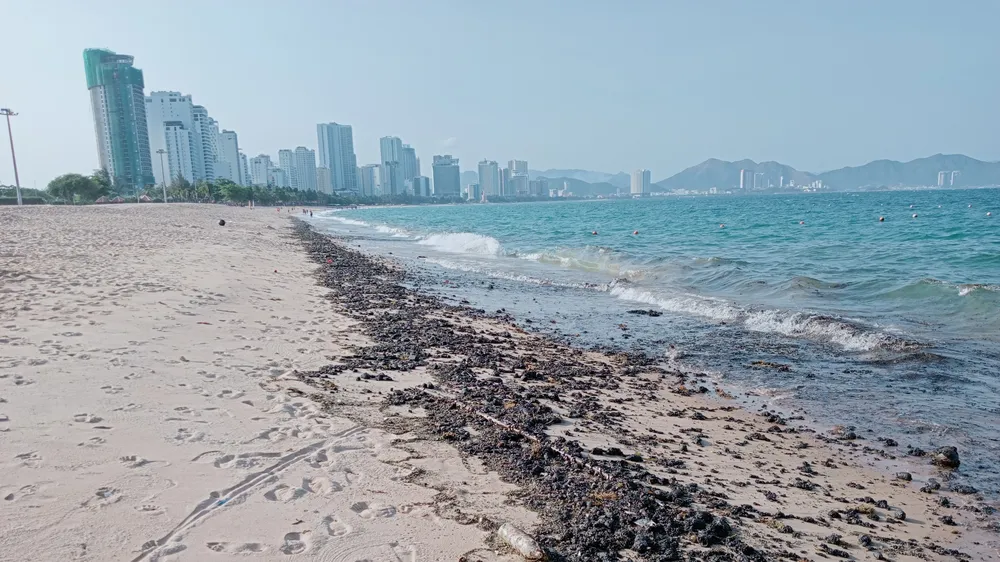 Dầu đen vón cục dạt vào bờ biển Nha Trang rải rác khoảng 2km