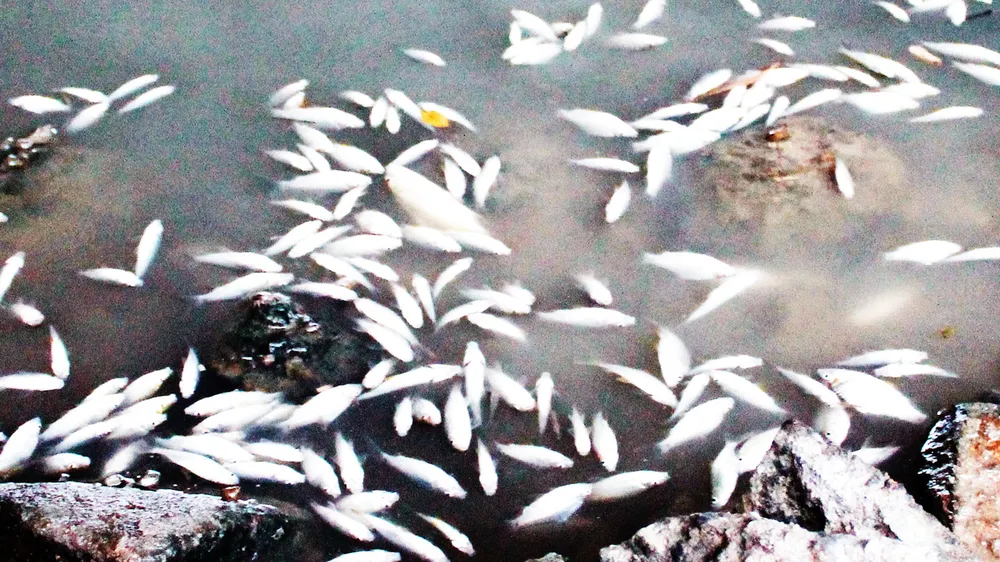 Làm rõ nguyên nhân cá chết trắng sông Bàu Giang