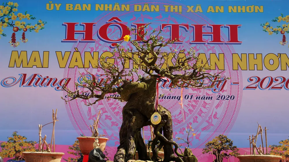 Hàng trăm "đại lão mai" tranh tài ở đất võ
