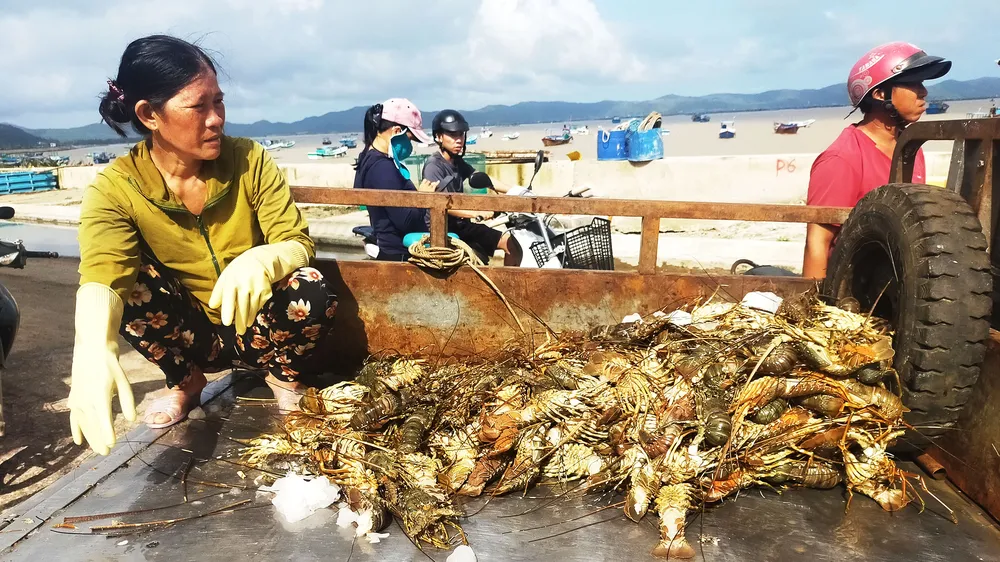 Nước mắt người nuôi tôm hùm Sông Cầu sau lũ