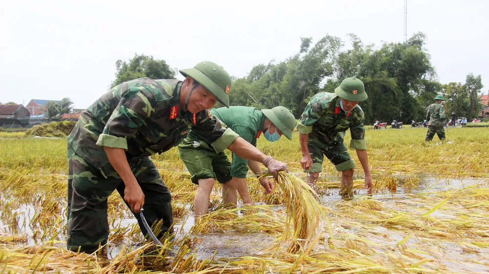 Giúp nông dân “giải cứu” lúa sau thiên tai dị thường 