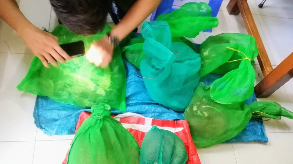 Khởi tố người phụ nữ vận chuyển rắn hổ mang, tê tê Java