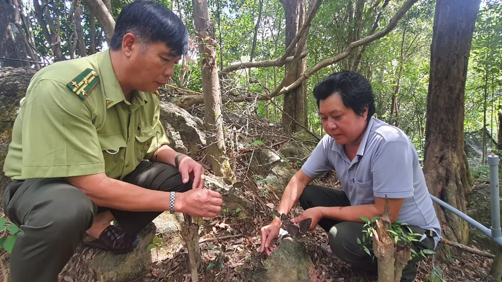 Phú Yên sẽ trở thành trung tâm cây dược liệu vào năm 2050