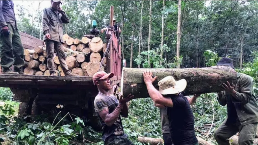 Chạy theo sầu riêng, dân ồ ạt phá bỏ cây cao su