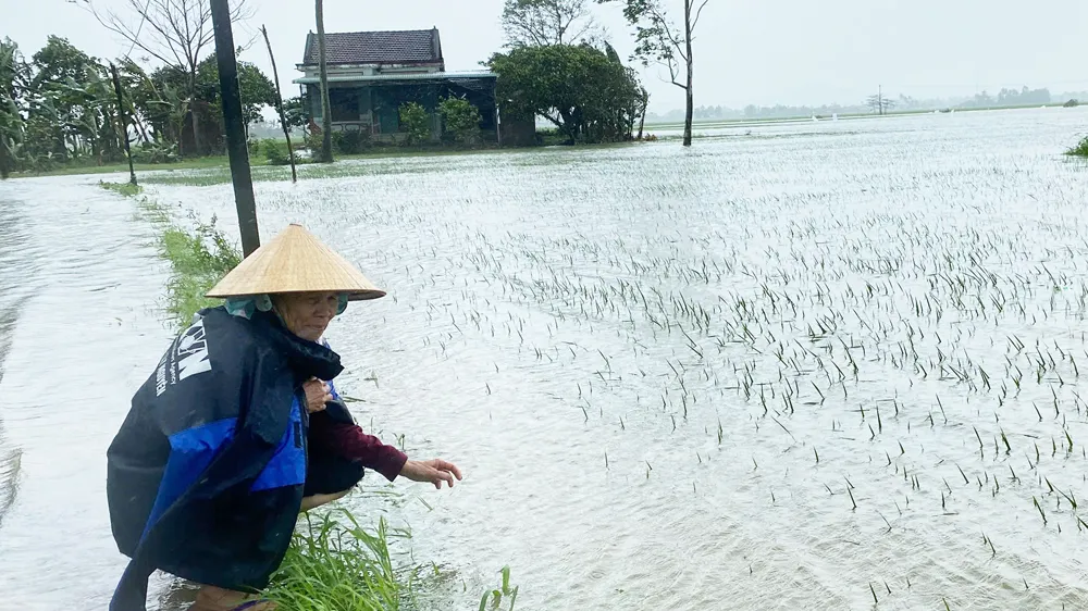 5.000 hecta lúa, hoa màu ở Phú Yên bị thiệt hại do mưa trái mùa