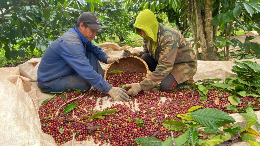 Xuất khẩu nông sản “về đích” sớm