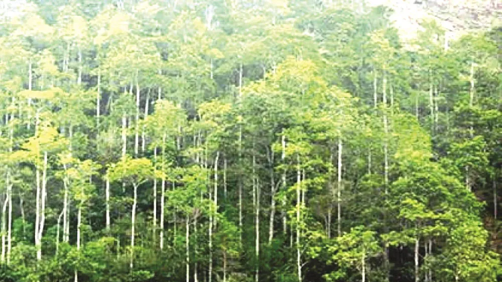 Đồng Nai: Nhiều sai phạm tại Ban Quản lý rừng phòng hộ Xuân Lộc