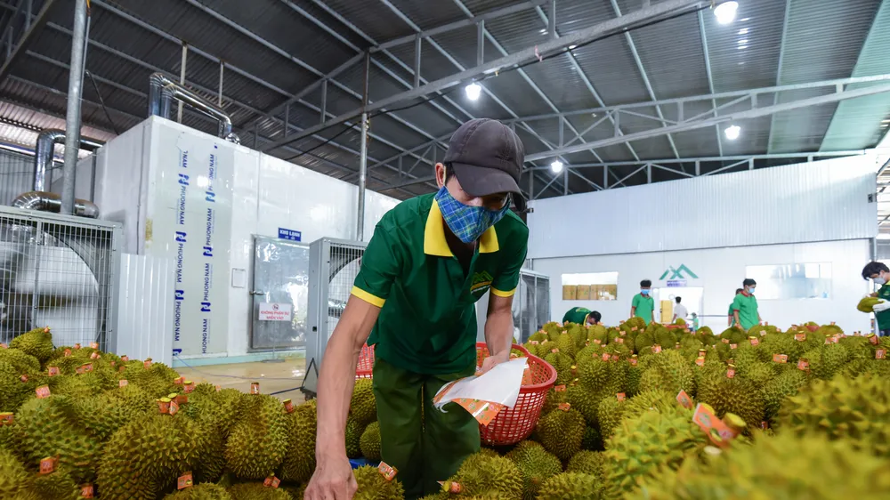 Xuất khẩu sầu riêng gặp… sầu