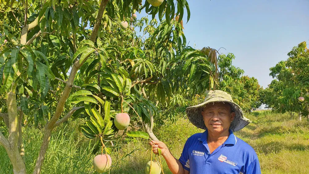 Gỡ thế khó cho xoài Úc Cam Lâm