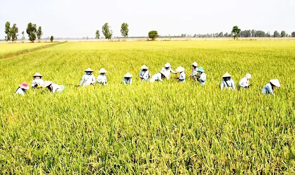 TPHCM: Giá thóc thu thuế sử dụng đất nông nghiệp là 8.200 đồng/kg