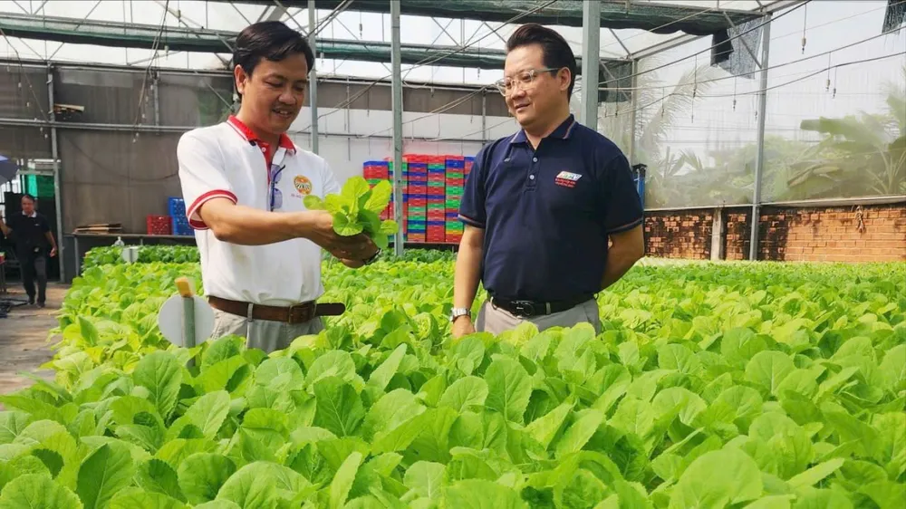 Liên kết trồng rau, quả sạch