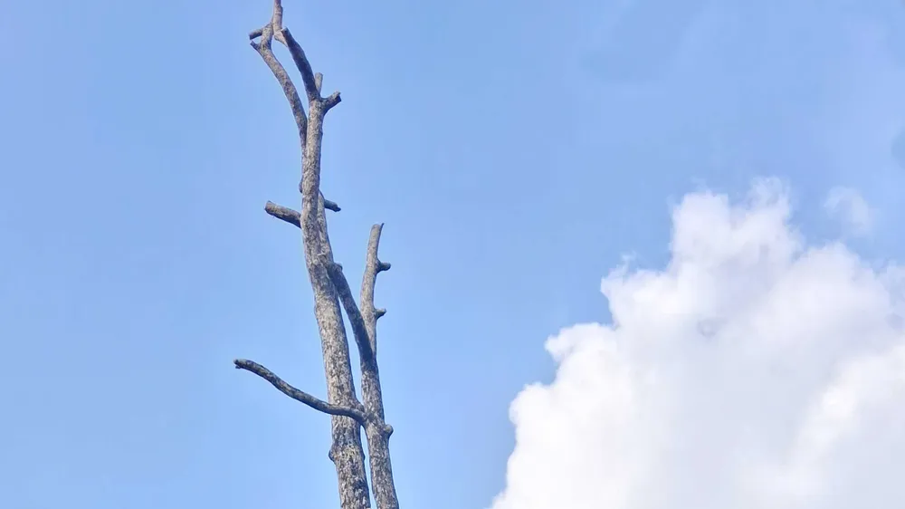 Cây xanh chết khô