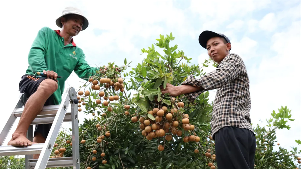 Xã Phước Hải: Để mùa nhãn xuồng quả ngon, “giá ngọt”