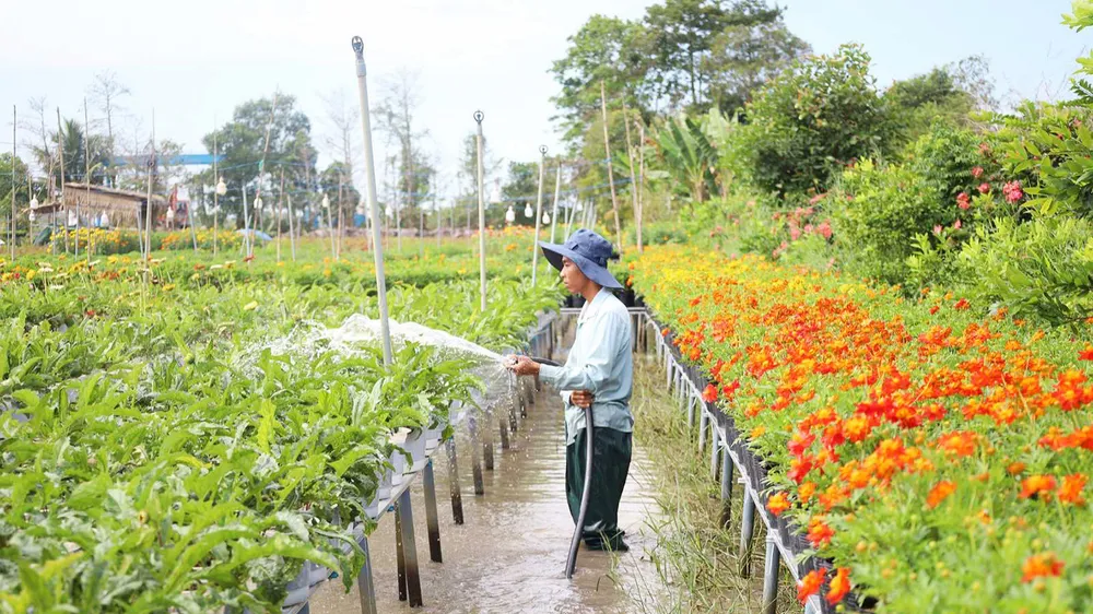 Thị trường hoa kiểng tết: Nơi trúng mùa, nơi trông ngóng thời tiết