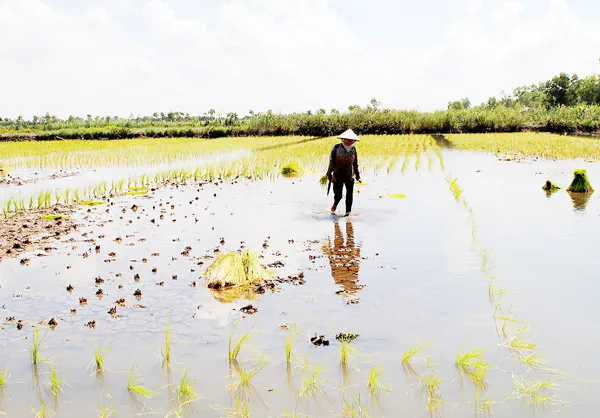 Vùng bán đảo Cà Mau: Lúa - tôm được mùa, được giá
