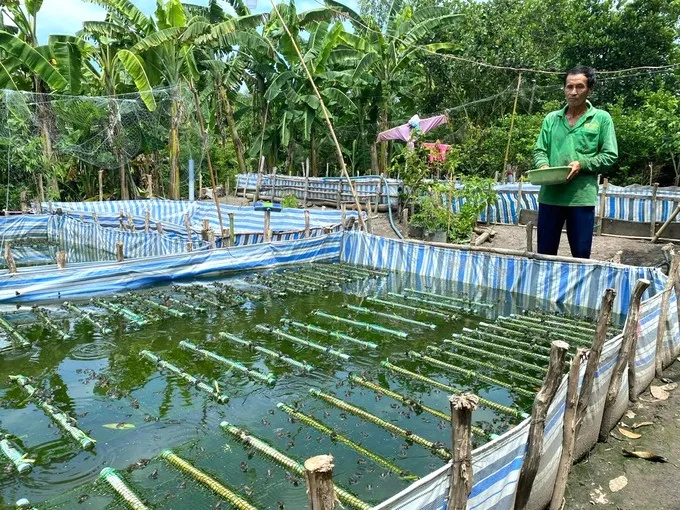 Người dân ở huyện Tân Hưng, tỉnh Long An thoát nghèo nhờ được hỗ trợ vốn chăn nuôi. Ảnh: SGGP