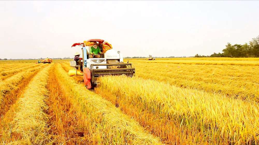 Giá lúa giảm mạnh - Thương lái bỏ cọc, nông dân chạy tìm đầu ra