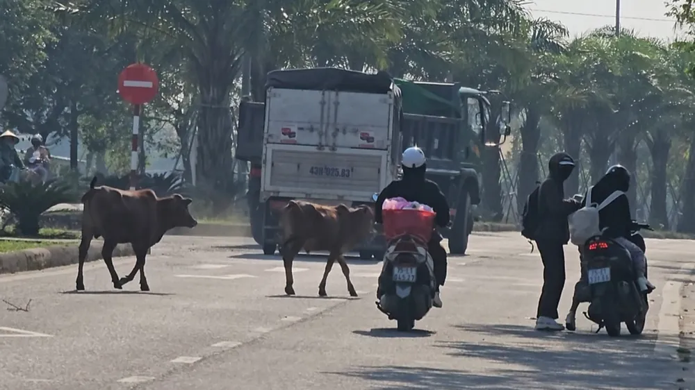 Bò thả rông giữa trục đường chính TP Huế