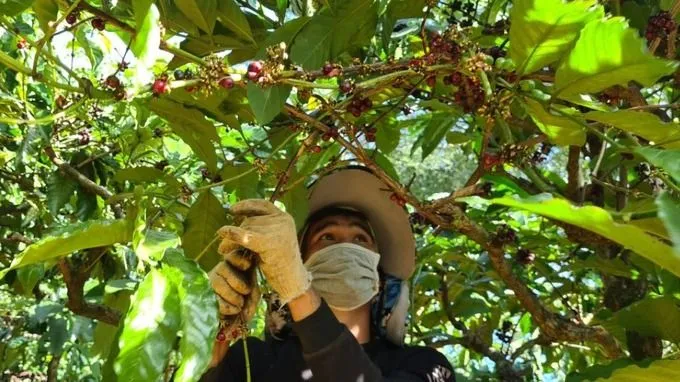 Nguyên liệu khan hiếm đẩy giá cà phê tăng