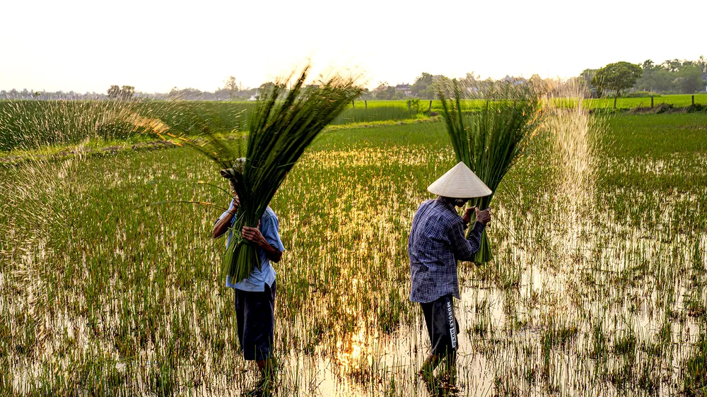 Đan cỏ thành tiền