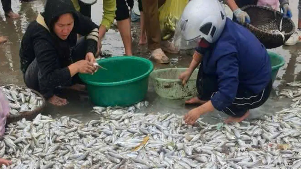 Ngư dân trúng đậm cá đù biển 