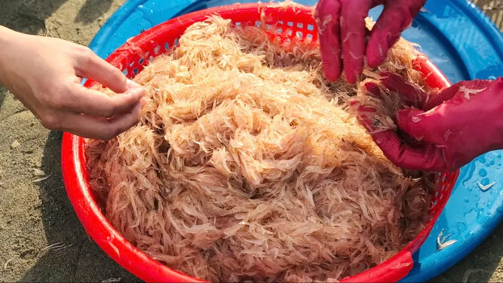 Hoài thương con ruốc quê nhà
