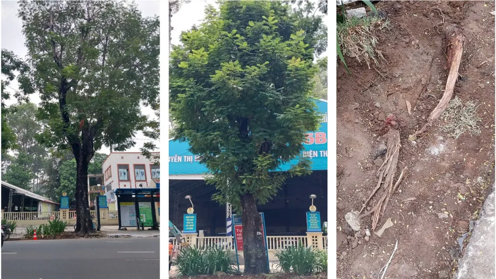 Đốn hạ 17 cây lim xẹt do thi công vỉa hè