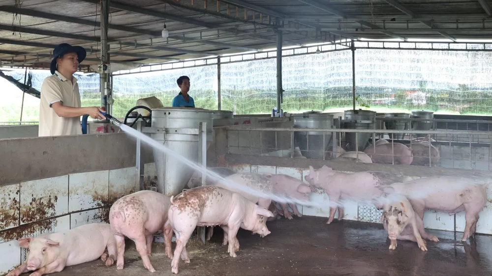 TPHCM: Phát hiện 2 ổ dịch tả heo châu Phi tại xã Hòa Hội và Nghĩa Thành